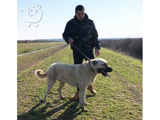 Τουρκικό Kangal κουτάβια προς πώληση