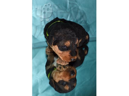 Αιρντέιλ Τεριέ κουτάβια προς πώληση - Airedale terrier
