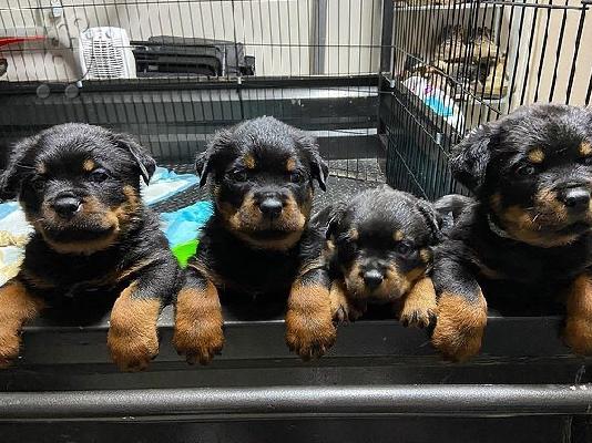 PoulaTo: Adorable Rottweiler Puppy For Sale