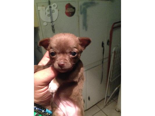 PoulaTo: mikrosoma koritsakia