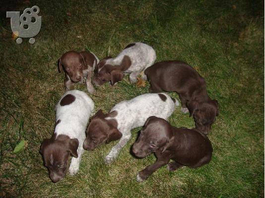 PoulaTo: Κούρτσχααρ – 300 euro