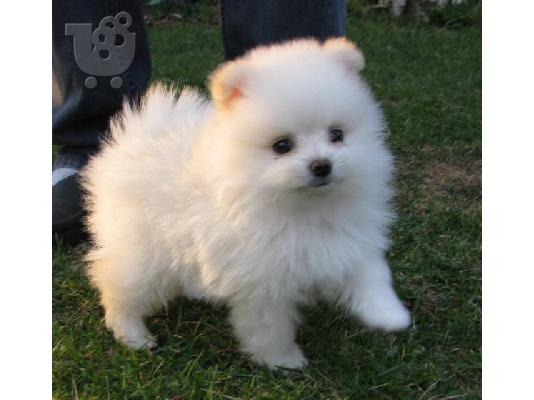 PoulaTo: Προσφέρονται κουτάβια Πομεράνιαν