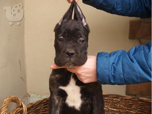 Cane Corso κουτάβια