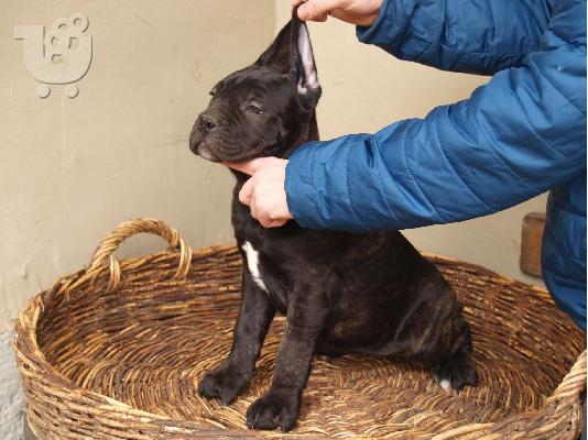 Cane Corso κουτάβια