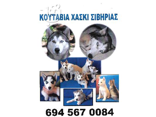 PoulaTo: Χασκυ Σιβηριας.