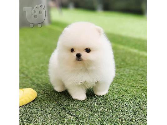 PoulaTo: Τσαγιού κουτάβια Pomeranian για υιοθεσία