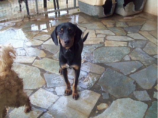 PoulaTo: Νεαρη σκυλιτσα χαριζεται