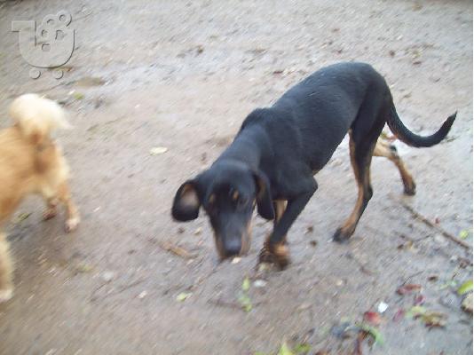 Νεαρη σκυλιτσα χαριζεται