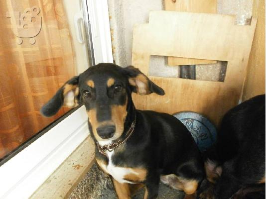 Σκυλακι χαριζεται