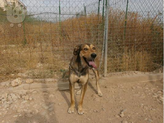 Μεγαλοσωμο σκυλακι χαριζεται