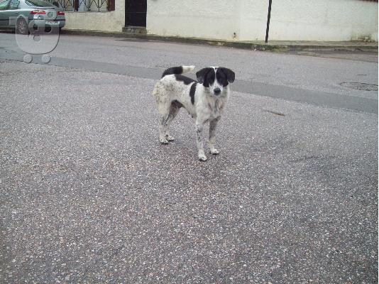 PoulaTo: Μικροσωμο σκυλακι χαριζεται