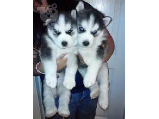 PoulaTo: Χαριτωμένη και αξιαγάπητη κουτάβια σιβηρίαν μεγαλόσωμος