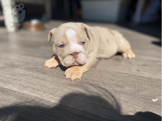 Këlyshë Bulldog për Shitje