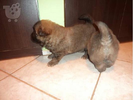 τσαου-τασου