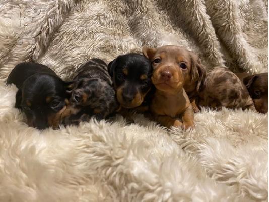 Αξιολάτρευτο Dachshunds