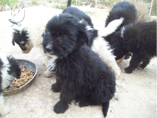 Κουταβακια 2 μηνων χαριζονται