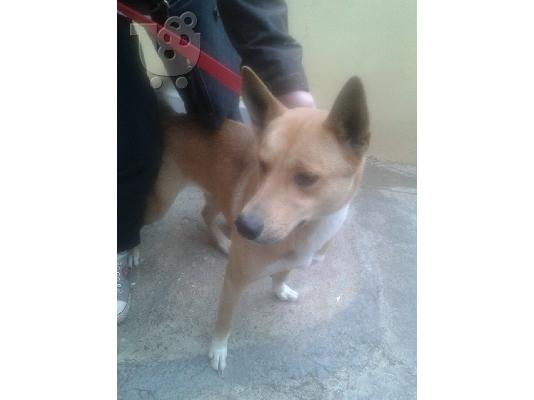 Νεαρη σκυλιτσα χαριζεται