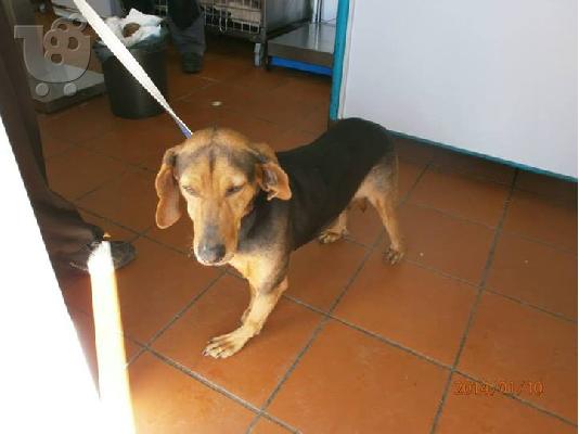 Γκεκας ημιαιμο για συντροφια κ φυλαξη χαριζεται