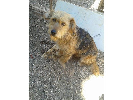 Μικροσωμη γκριφονιτσα χαριζεται