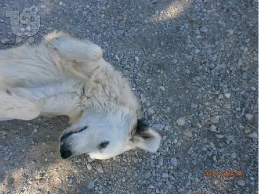 Κουκλα ημιαιμη τσοπανα χαριζεται