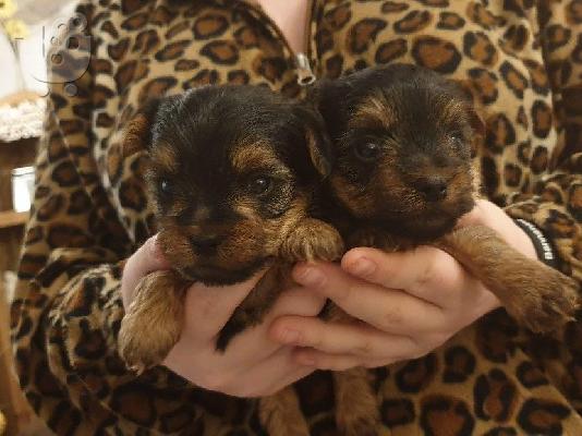 PoulaTo: Yorkshire tiere