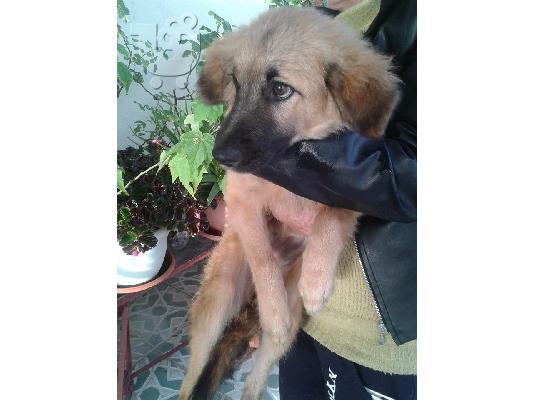 PoulaTo: Κουταβακι χαριζεται