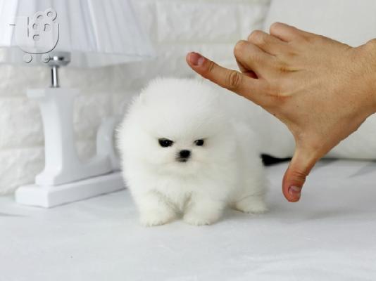 PoulaTo: Δύο Απίθανα Κουτάβια Pomeranian