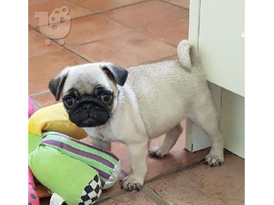 PoulaTo: Χαριτωμένα κουτάβια Pug