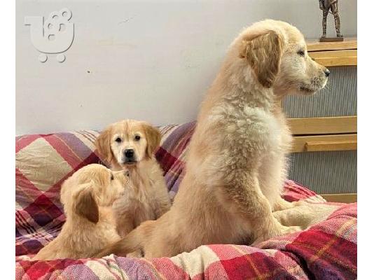 PoulaTo: Πωλείται κουτάβι Golden Retriever