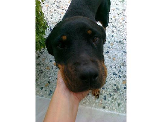 Ροττβαιλερ καλαζαρικο ψαχνει..