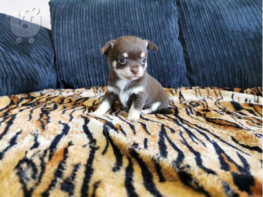 CHIHUAHUA