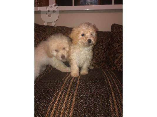 Παιχνίδι Poodle