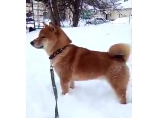 Κουτάβια Shiba inu