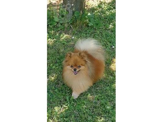 Pomeranian Spitz