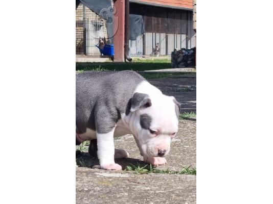 American Staffordshire Terrier Κουτάβια Blueline