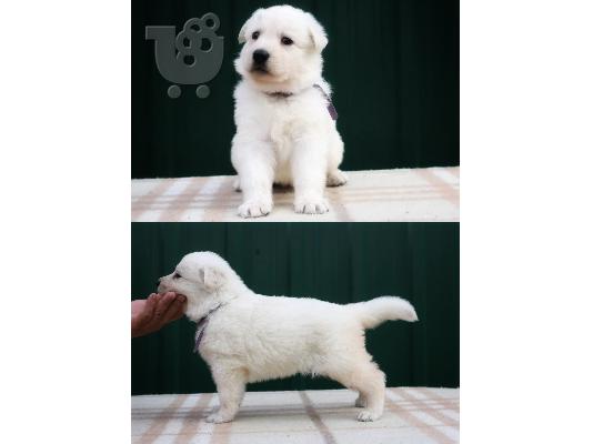 PoulaTo: Swiss White Shepherd Dogs