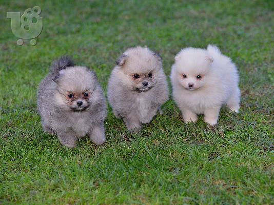 Pomeranian Spitz κουτάβια