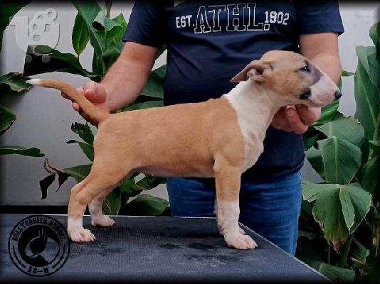Bull Terrier κουτάβια