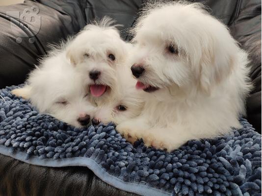PoulaTo: Coton de Tulear / Πεκίνου κουτάβια