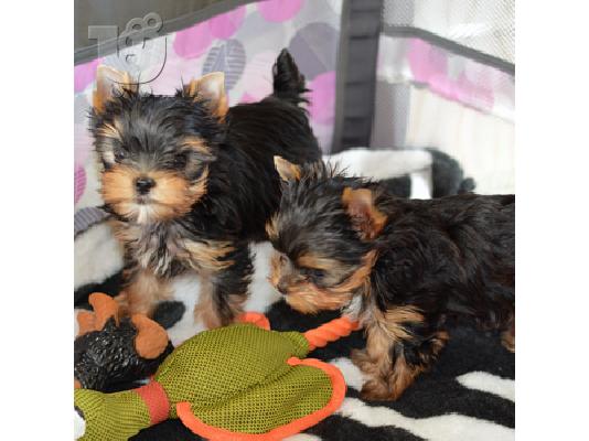 PoulaTo: yorkie puppies
