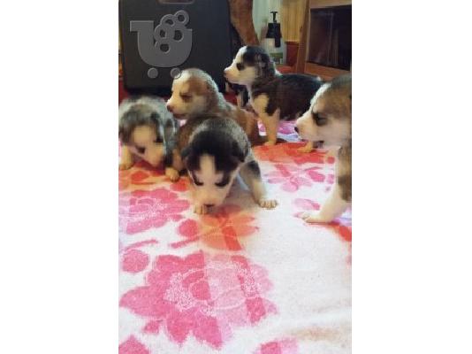 Όμορφη Husky κουτάβι