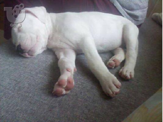 Dogo Argentino καθαροαιμα κουταβια 6979314054 ΚΡΗΤΗ