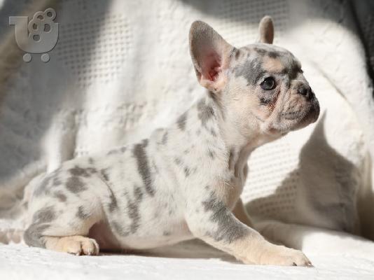 PoulaTo: French bulldog Hyena