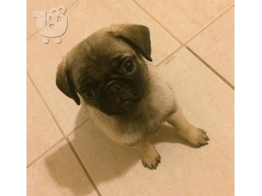 PoulaTo: πωλειται παγκ