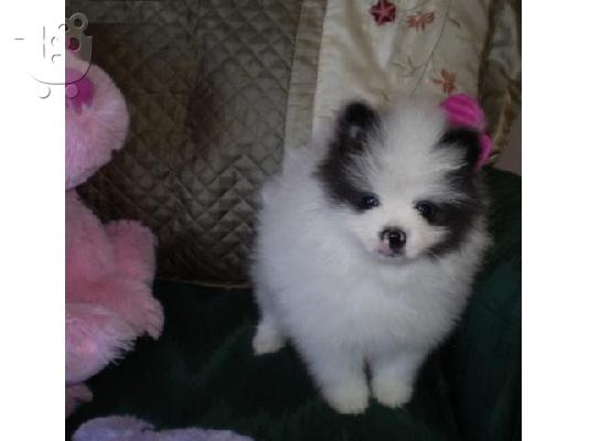 PoulaTo: Καθαρόαιμο Pomeranian Κουτάβια διαθέσιμα