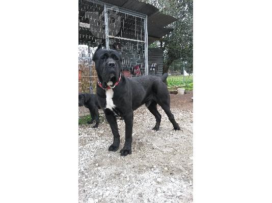 PoulaTo: κουταβι cane corso θηλυκο
