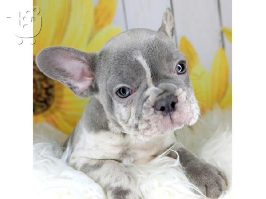 PoulaTo: French bulldog Blue