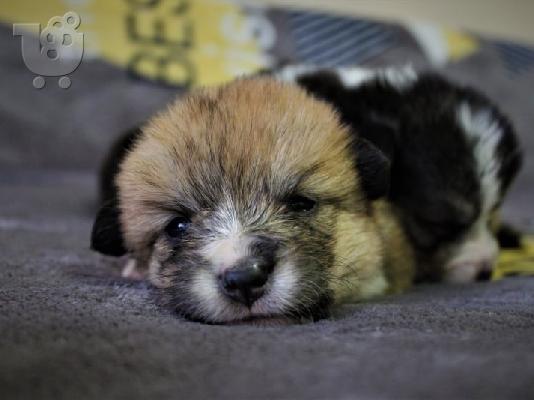 PoulaTo: Ουαλικό corgi pembroke κουτάβια
