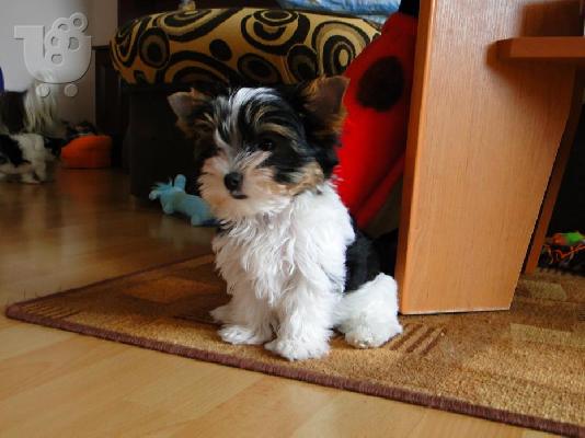 ΓιορκσάιρΤεριέ 12 εβδομάδων. 2 τελευταία. καθαρόαιμο...