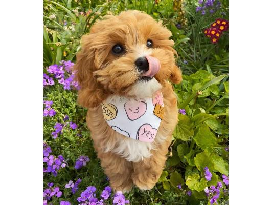 Διαθέσιμα χαριτωμένα κουτάβια Cavapoo.